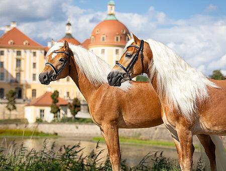 Bundesstutenschau für Haflinger und Edelbluthaflinger - zum Beitrag