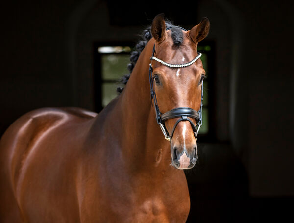 Landgestüt Moritzburg Fohlenauktion Si Senor M