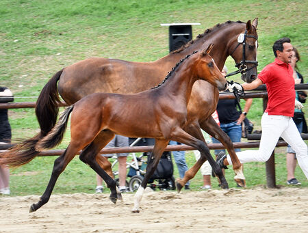 Vize-Bundeschampion in Österreich