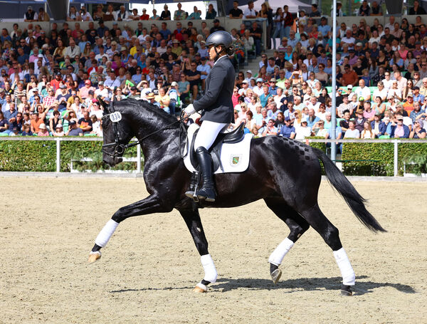 Moritzburger Hengstparade 2025