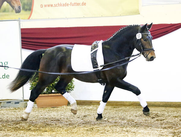 Lancelot Moritzburger Hengsttage 2021