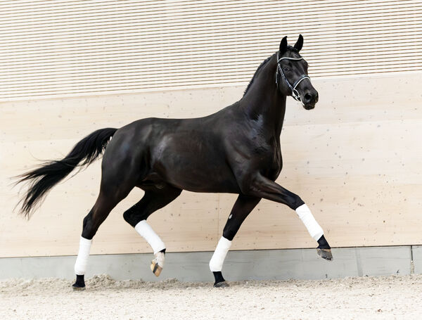 Bloomwell trabt freilaufend