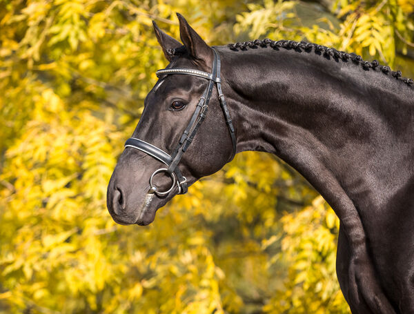 Portrait Landbeschäler Santo Domingo