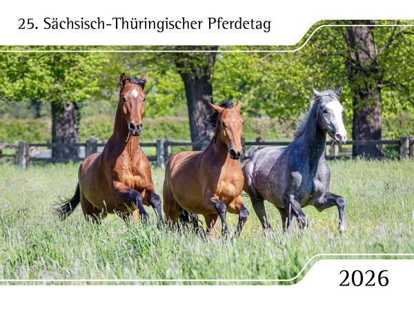 Drei Jungpferde galoppieren über eine Wiese