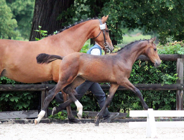 Fohlenschau Hauptgestüt Graditz 2021
