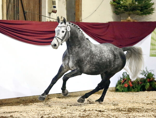 Schweres Warmblut Friesius von Frieder