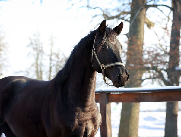 ein Junghengst im Portrait