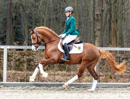 Reitpferdeprüfung Horka