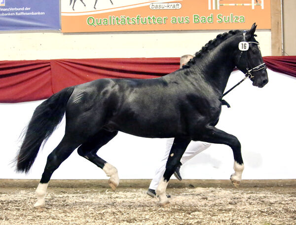 Neuzugang Schweres Warmblut von Loriot - Elbling