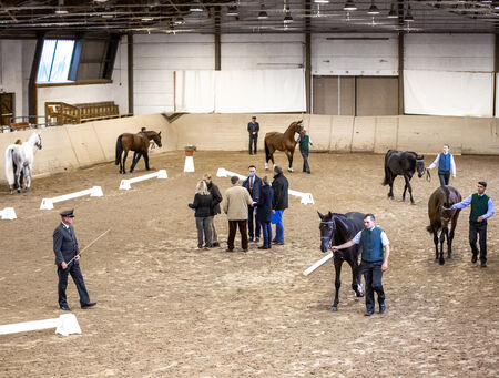 Hengstrevision 2020 im Landgestüt Moritzburg