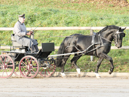 Schwerer Warmbluthengst im Fahren