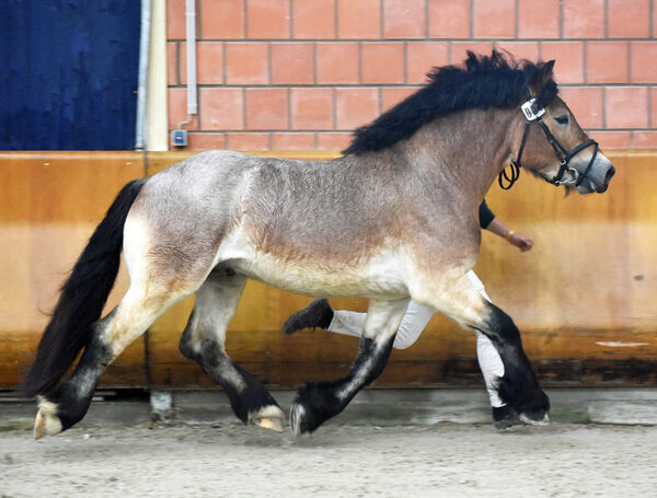 Reservesieger NRW Körung Urquell