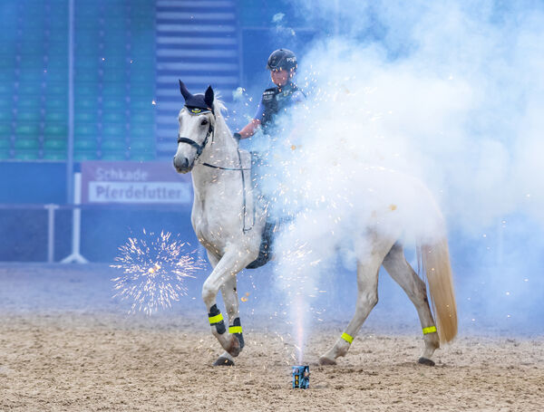 Generalprobe Hengstparade Moritzburg