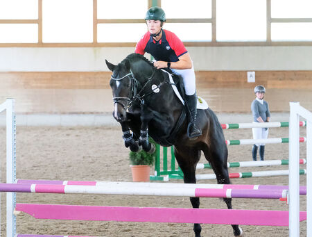 Quirino Black zur Hengstleistungsprüfung