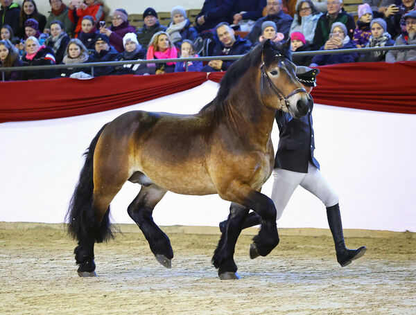 Hengste im Advent im Landgestüt Moritzburg