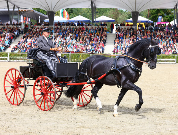 Zweite Moritzburger Hengstparade