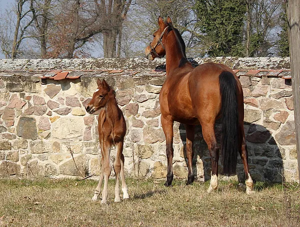 Hengstfohlen von Chartango