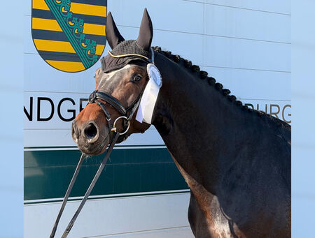 Siege und Platzierungen zu den Großbucher Dressurtagen - zum Beitrag