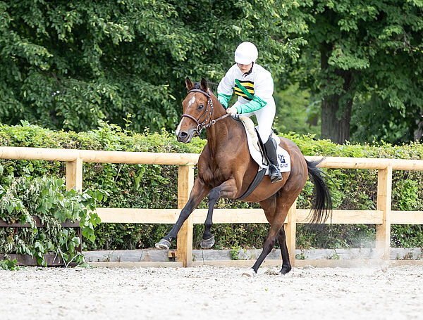 Ein braunes Rennpferd im Galopp mit Reiterin in den sächsischen Farben