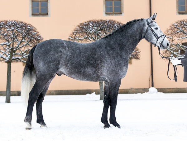 EARL GREY im historischen Innenhof 