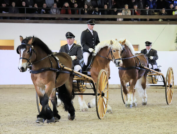 Hengstpräsentation Moritzburg