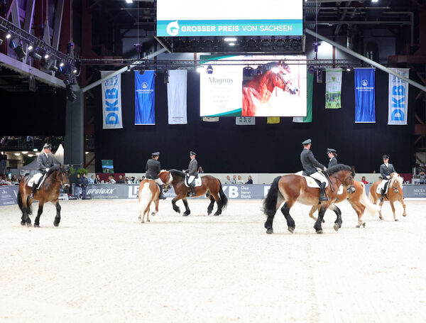 Stunde der Hengste Chemnitzer Messe