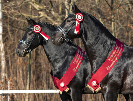 Moritzburger Hengsttage 2022