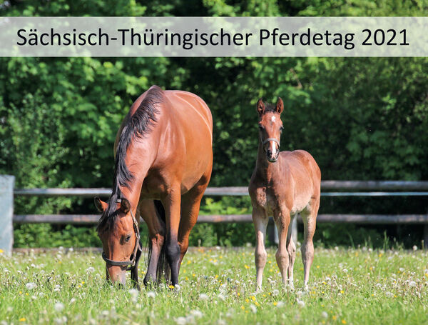 Sächsisch-Thüringische Pferdetag findet als Online-Veranstaltung statt.