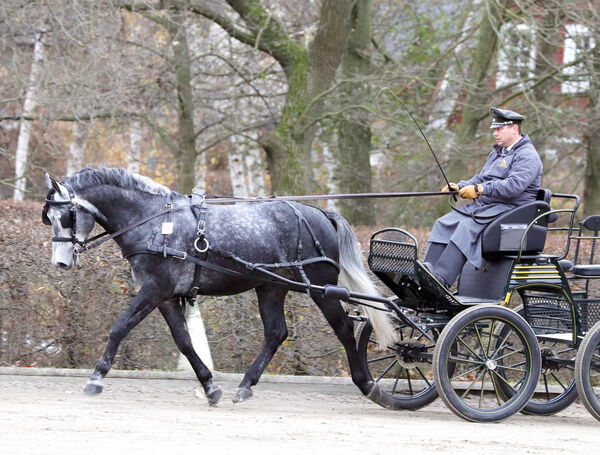 Hengstleistungsprüfung Moritzburg