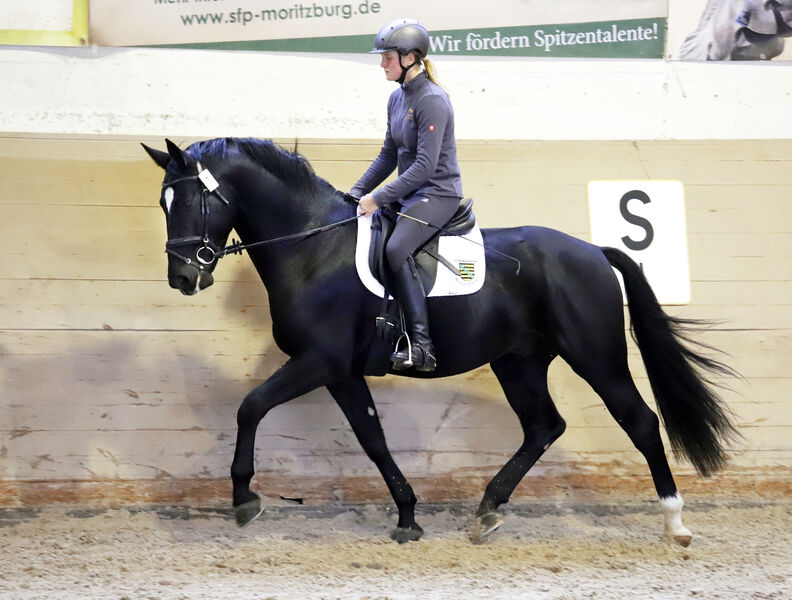 TITO DE SAXE siegt im 50TageTest der Schweren Warmblüter SGV