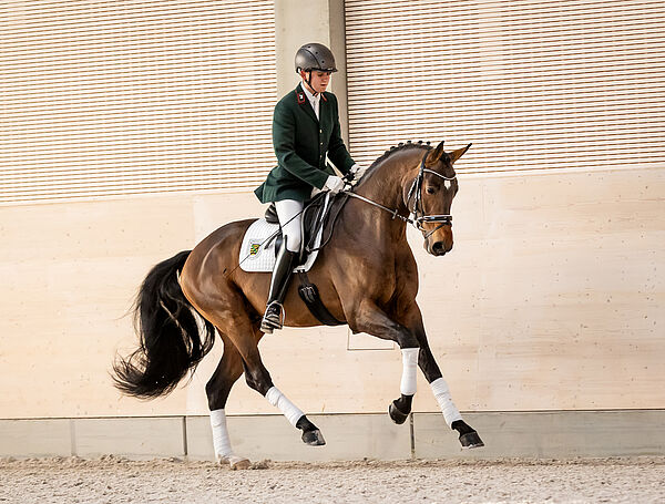 Ein Reiter auf einem braunen Pferd im Galopp