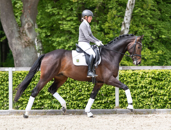 DON PLAISIER v. Don Nobless im Training