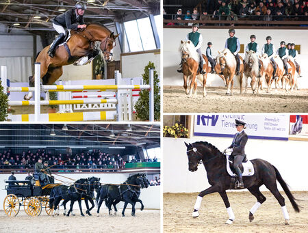 Hengstpräsentation Moritzburg