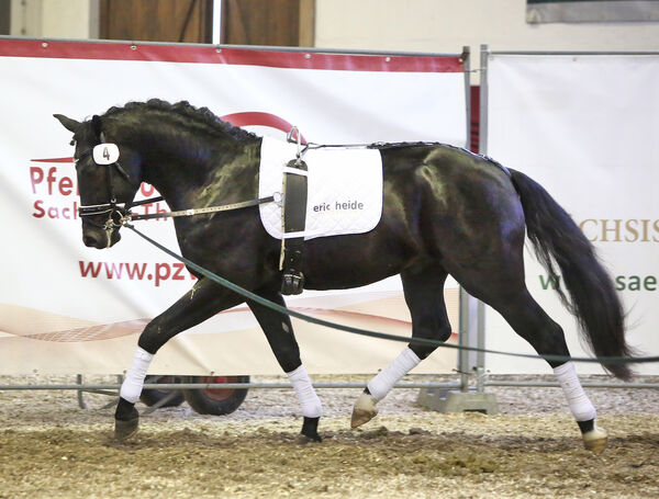 Excalibur v. Effekt-Eklatant