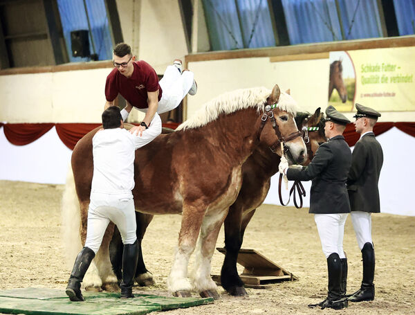 Hengste im Advent im Landgestüt Moritzburg