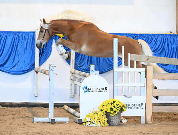Bandit beim Freispringen