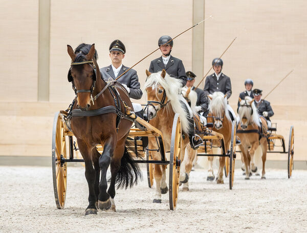 Quadrille mit Schweren Warmblütern und Haflingern