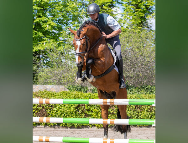 Züchtertag Landgestüt Moritzburg