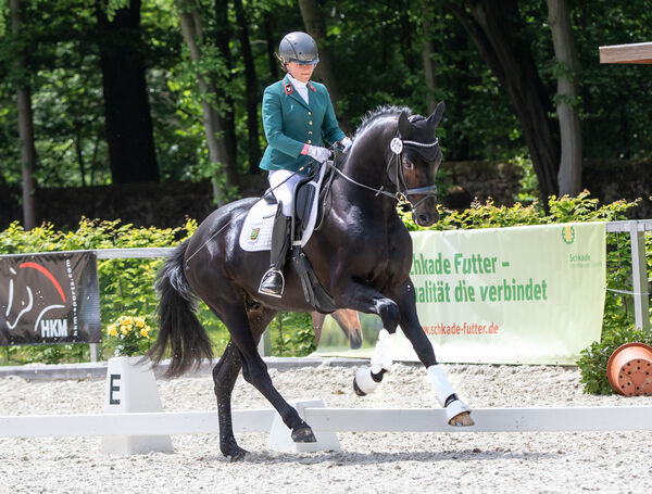 FAIR DEAL v. Franklin im Landgestüt Moritzburg