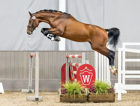 Neu im Landgestüt Moritzburg: EAST SIDE - zum Beitrag