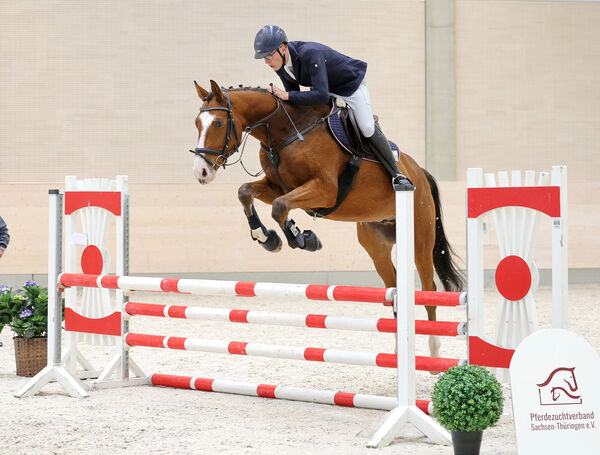 Verkaufspferdetag Moritzburg