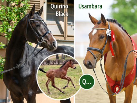 Gestütsmuseum und Fohlentaufen - zum Beitrag