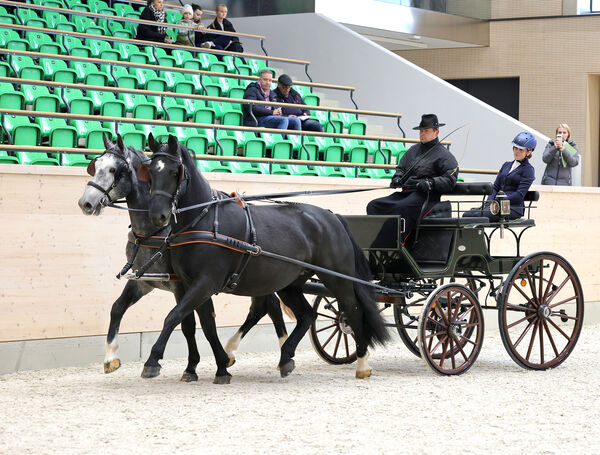 Verkaufspferdetag Moritzburg