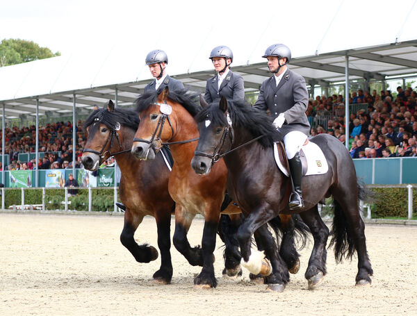 Zweite Moritzburger Hengstparade