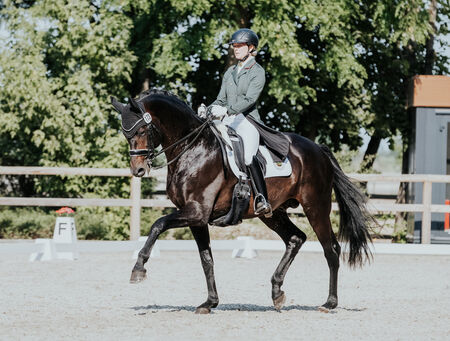 Freiherr von Stein Landgestüt Moritzburg