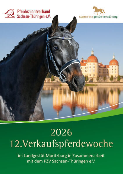 Pferdekopf vor Schloss Moritzburg