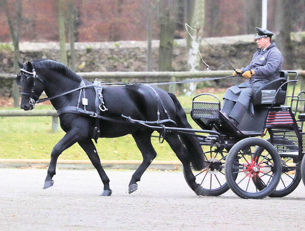 Hengstleistungsprüfung Moritzburg