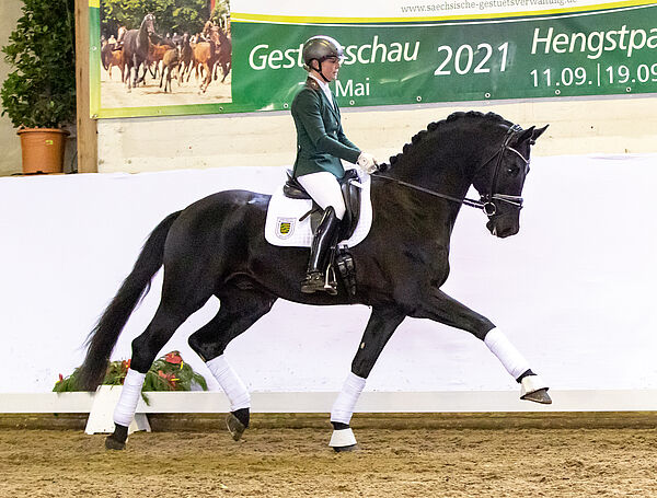 Moritzburger Hengstpräsentation der Reitpferde