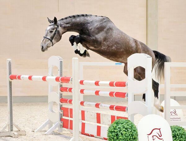 Moritzburger Freispringchampionat 2025