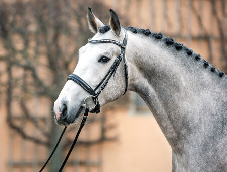 Hengstleistungsprüfung Adelheitsdorf